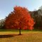 Carm's Maple
