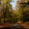 Saratoga Springs Fall