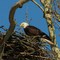 The eagle of Hamden