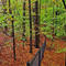 Saxon Woods