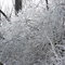    Ice Storm 2007 1024