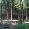 Woods At Lake Nianque