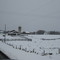 Cold cow, 29 Oct 2008