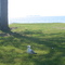 Westcott Beach State Park Seagull