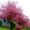 Crabapple in Bloom