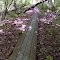 FLT I1 5.8 mi - Puncheons, mix of 6 2x6s & 4 2x6s, 525' long, 6x6 sills