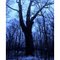 Glen Helen Sycamore Winter