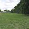 Holsteins grazing in a field near Pickneyville, IL