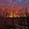 Woodbine Sunrise