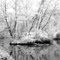 Reflections of Black and White