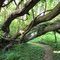 Wye Island Osage Orange Forest