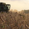 Soybean Harvest