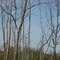 Dillon State Park, Nashport, Ohio - Eagles (expand for close up pic)