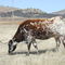buffel