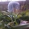 Ice Flower