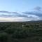 Ponies at Dusk