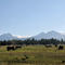 Horses near Sisters, Oregon