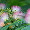 Mimosa flowers