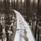 Cypress Knees Boardwalk