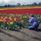 Wooden shoe Tulip Farm, Woodburn, Oregon, USA