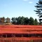 Autumn Blueberry Fields