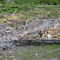 Smoke from burning underground coal seam