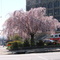 59th & Lancaster Traffic Island