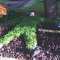The Green Man of Wyndmoor 2