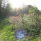 Meadow