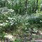 Mountain Laurel 2011-2