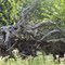 Root in Cedar Swamp