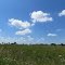 Summer field