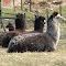  bike llama javadoug dphotomeister