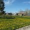 Wisdom  Dandelions carpet...