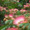 A Tree's Flowers