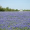 Texas Bluebonnets
