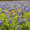 Bluebonnets at Washington On the Brazos, Texas