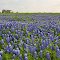 Bluebonnets in Texas