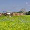 Spring farm in Texas