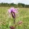 Liatris cylindracea at Old Airstrip
