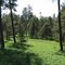 Jack Pine and Lowbush Blueberry