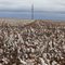 West Texas Cotton