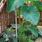 Elephant Ears