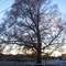Hundred-year old Oak tree