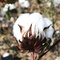 Cotton in October