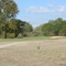 Quail Creek #11