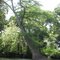 Cypress