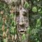The Forest is Watching
