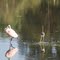 Roseate Spoonbill