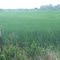 Rice Field